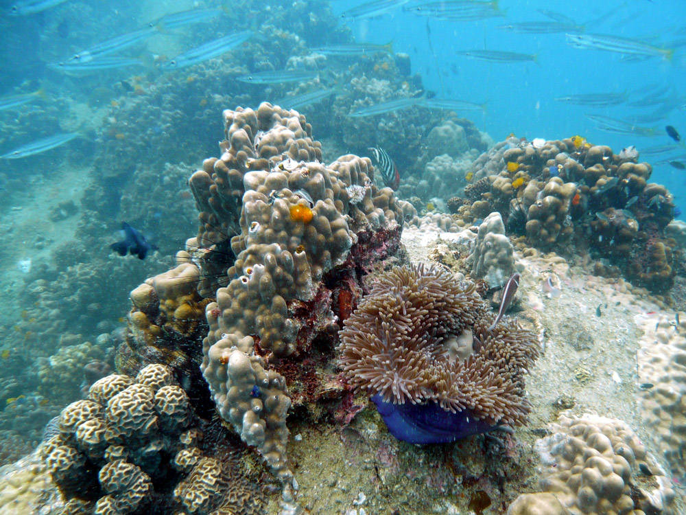Koh-Tao-corals-anemone-and-xmas-tree-worms